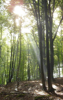Lichtdurchfluteter Wald
