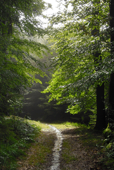 Waldweg